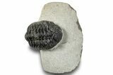 Bargain, Morocops Trilobite - Visible Eye Facets #251027-2